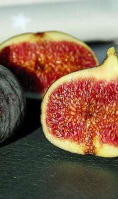 Fichi
