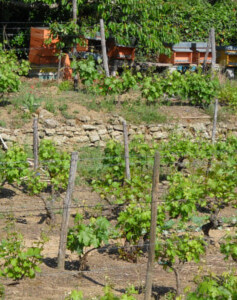 Azienda Agricola di Luca Ba...